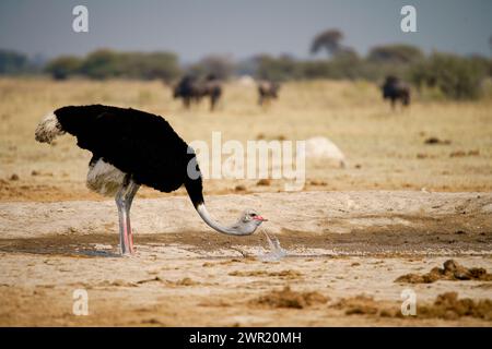 Un mâle autruche buvant dans un point d'eau sur une savane ouverte en Afrique. Banque D'Images