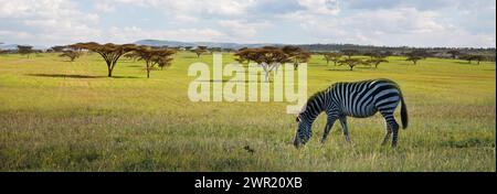 Plaines africaines zèbres sur les prairies de la savane brun sec et la navigation sur le pâturage. Safari de l'Afrique de l'arrière-plan Banque D'Images