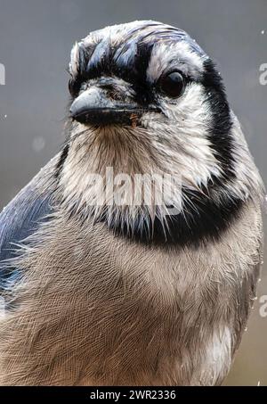 Un Bluejay arrive sur le pont Banque D'Images
