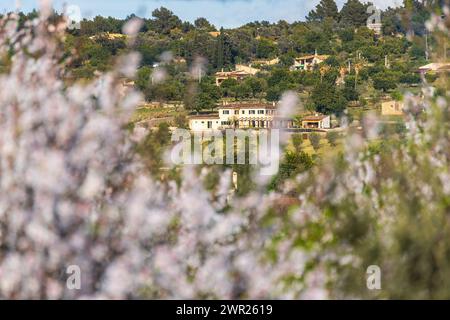 Fleurs d'amandiers en face du paysage méditerranéen rural avec des chalets et fincain Selva, Majorque, Majorque, Îles Baléares, Espagne Banque D'Images