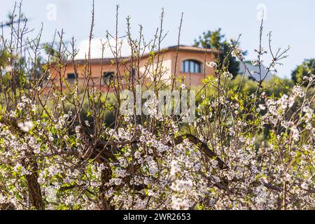 Fleurs d'amandiers en face d'une villa méditerranéenne à Majorque, Majorque, Îles Baléares, Espagne, Europe Banque D'Images