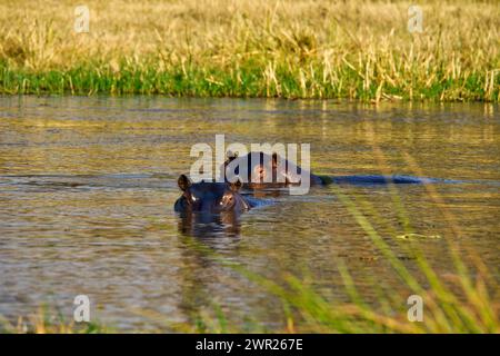Têtes d'hippopotames visibles hors de l'eau d'un trou d'eau africain tandis que les hippopotames se rafraîchissent sous le soleil chaud de la journée Banque D'Images