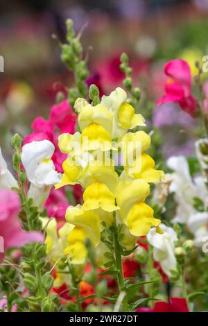 Fleurs jaunes Snapdragon fleurissant. Couleurs douces en arrière-plan. Banque D'Images