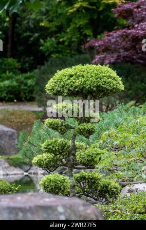 Arbre taillé dans un jardin japonais dans un parc londonien Banque D'Images