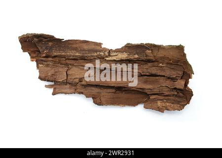 Écorce d'arbre isolée sur fond blanc. morceau d'écorce à l'intérieur Banque D'Images