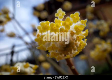 Edgeworthia chrysantha, connu sous le nom de Bush de papier oriental, usine de Paperbush. Banque D'Images