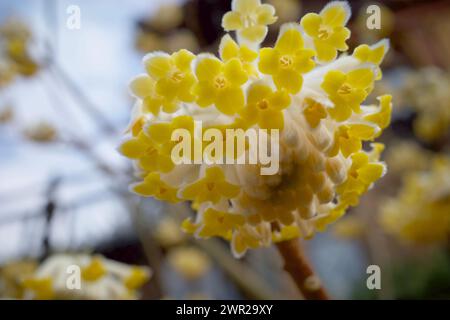 Edgeworthia chrysantha, connu sous le nom de Bush de papier oriental, usine de Paperbush. Banque D'Images