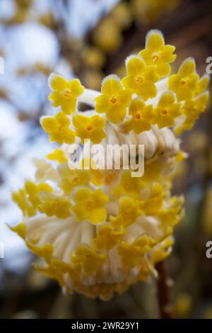 Edgeworthia chrysantha, connu sous le nom de Bush de papier oriental, usine de Paperbush. Banque D'Images