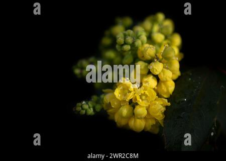 Gros plan des fleurs jaunes du mahonia (Mahonia aquifolium) au printemps. Les petites fleurs sont recouvertes de gouttelettes d'eau et le fond est Banque D'Images