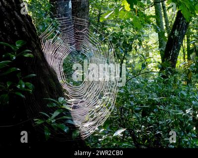 Une toile d'araignée sur le tronc d'arbre dans la forêt Banque D'Images