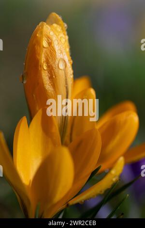 Gros plan du crocus jaune fleuri au printemps. Les fleurs sont encore partiellement fermées et recouvertes de gouttelettes d'eau. L'image est en forme de portrait Banque D'Images