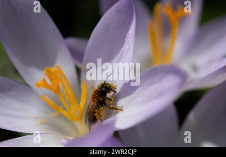 Gros plan d'une petite abeille sauvage assise au milieu d'une fleur de crocus brillante. La fleur est brillante. L'abeille est couverte de pollen jaune. Banque D'Images