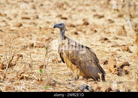 Vautours à dos blanc assis sur le sol de savane avec des arbustes secs autour. Banque D'Images