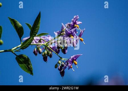 Fleurs de Solanum crispum Banque D'Images