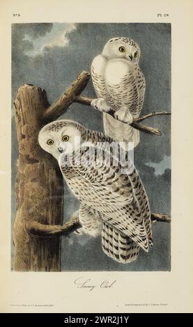 Snowy Owl de John James Audubon, tirage extrait de la première édition octavo 1840-44 (tel quel) Banque D'Images