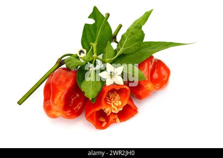 Piment rouge Habanero avec fleur et feuilles une moitié isolé sur fond blanc piment chinois chaud Banque D'Images
