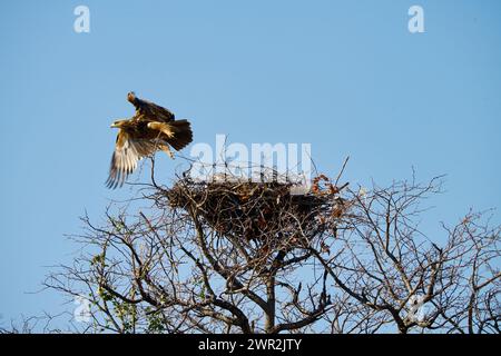 Aigle Tawny africain avec son nid de brindilles au sommet de l'arbre Banque D'Images