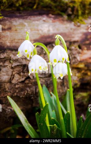 fleurs de flocon de neige printanier dans la forêt. beau fond de nature sur une journée ensoleillée au printemps. bûche couverte de mousse sur le fond Banque D'Images