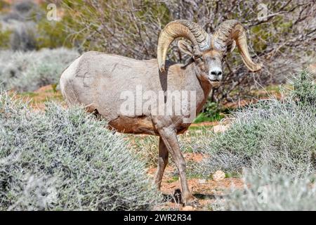 Mouton Bighorn - désert de Mojave grands béliers à corne dans la vallée de feu - cornes Ovis canadensis Banque D'Images