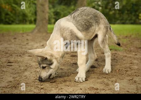 Chiot mâle de chien de loup tchécoslovaque jouissant de jeux en plein air Banque D'Images