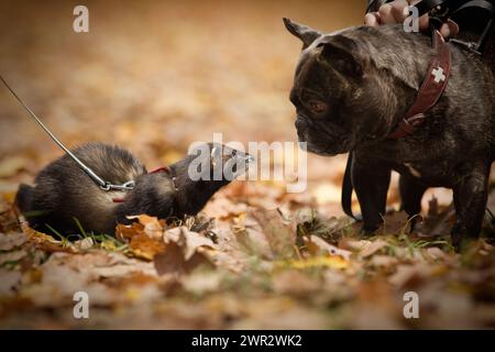Jeune furet sable foncé pendant le voyage et la promenade dans le parc d'automne rencontre chien Banque D'Images