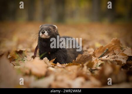 Jeune furet sable foncé pendant le voyage et la promenade dans le parc d'automne Banque D'Images