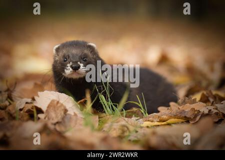 Jeune furet sable foncé pendant le voyage et la promenade dans le parc d'automne Banque D'Images