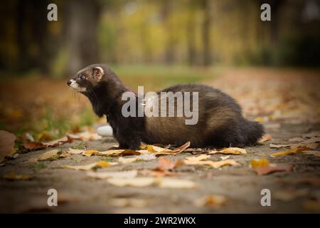 Jeune furet sable foncé pendant le voyage et la promenade dans le parc d'automne Banque D'Images