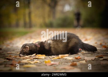 Jeune furet sable foncé pendant le voyage et la promenade dans le parc d'automne Banque D'Images