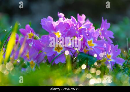 Une fleur d'primevère de jardin debout parmi les brins d'herbe avec de la rosée au lever du soleil. Banque D'Images