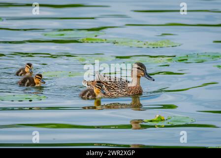 Vue rapprochée sur un canard colvert femelle et ses canetons Banque D'Images