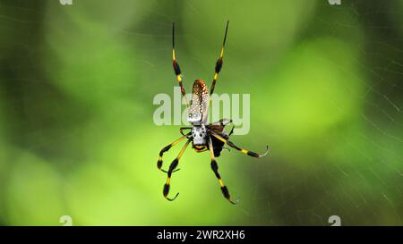 Un gros plan d'une araignée en soie dorée (Trichonephila Clavipes) dans sa toile avec proie, fond bokeh vert, espace de copie, 16:9 Banque D'Images