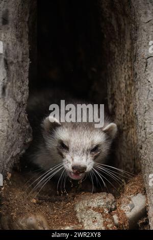 Furet appréciant la marche et l'exploration des trous d'arbres dans le parc d'hiver Banque D'Images