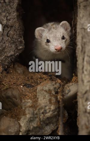 Furet appréciant la marche et l'exploration des trous d'arbres dans le parc d'hiver Banque D'Images