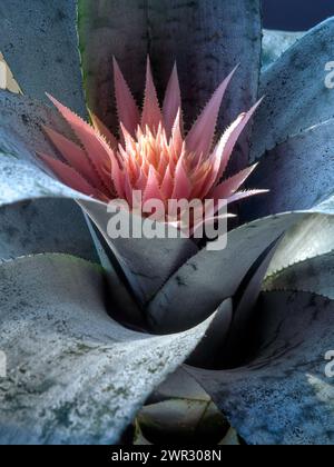 Gros plan de la floraison Aechmea rhodocyanea 'Urn plant' poussant dans le jardin anglais, Royaume-Uni Banque D'Images