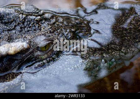 Alligator émergeant de l'eau, les yeux en alerte, dans un environnement naturel et calme. Banque D'Images