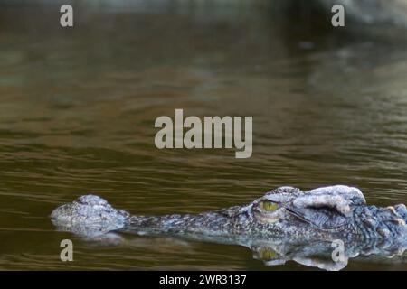 Alligator émergeant de l'eau, les yeux en alerte, dans un environnement naturel et calme. Banque D'Images