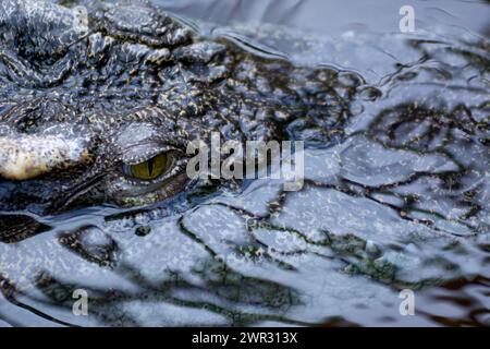 Alligator émergeant de l'eau, les yeux en alerte, dans un environnement naturel et calme. Banque D'Images