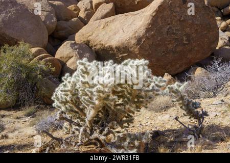 Grand cactus cholla argenté (Cylindropuntia echinocarpa) au parc national Joshua Tree, Californie avec espace copie Banque D'Images