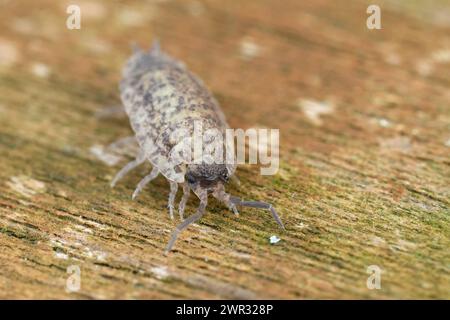 Gros plan détaillé sur une maison à bois rugueuse de couleur inhabituellement pâle, Porcellio scaber assis sur du bois Banque D'Images