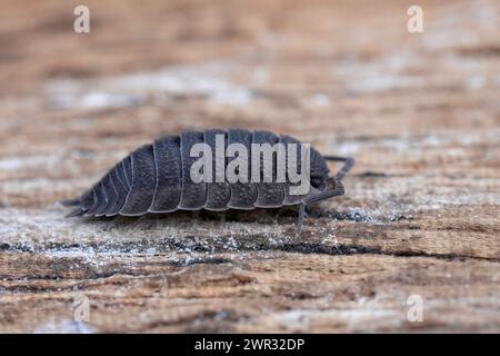 Gros plan détaillé sur un bois rugueux, Porcellio scaber assis sur du bois Banque D'Images