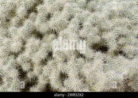 Argenté Cholla cactus (Cylindropuntia echinocarpa) motif et texture de fond Banque D'Images