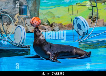 Ce sceau passe un bon moment à jouer avec un ballon de basket dans la piscine. Ce sceau montre ses compétences en équilibrant, un ballon de basket sur son nez. ma Banque D'Images