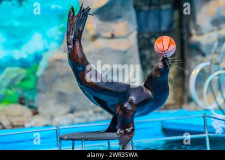 Ce sceau passe un bon moment à jouer avec un ballon de basket dans la piscine. Ce sceau montre ses compétences en équilibrant, un ballon de basket sur son nez. ma Banque D'Images