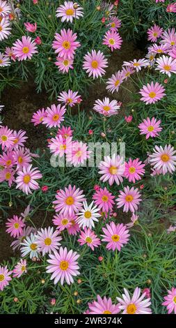 Groupe de fleurs de marguerites roses en pot dans la serre Banque D'Images