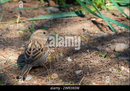 Moineau domestique (passer domesticus) ou moineau domestique, femelle aux plumes brunes-gris, assise sur le sol et regardant autour, vue de Banque D'Images