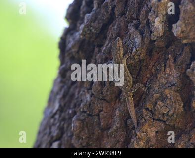 Un Gecko de Kotschy (Mediodactylus kotschyi) sur le tronc d'un arbre abattu sur l'île de Kythère en Grèce. Banque D'Images