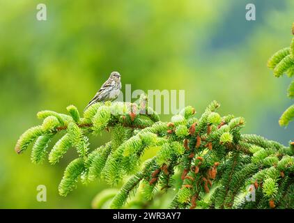 Siskin eurasien (Spinus spinus) femelle assise sur une branche de sapin et regardant vers la droite, fond flou, vert, bleu, Falkertsee, Carinthie Banque D'Images