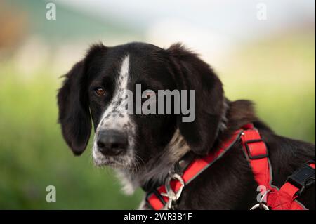 Chien domestique (Canis lupus familiaris), métis, mâle, bien-être animal, chien bien-être animal, prise de vue de profil, tournée vers l'avant, repérée en noir et blanc Banque D'Images