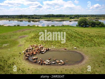 Vaches buvant dans un point d'eau sur les rives de l'Elbe, Wittenberge, 19/06/2017 Banque D'Images